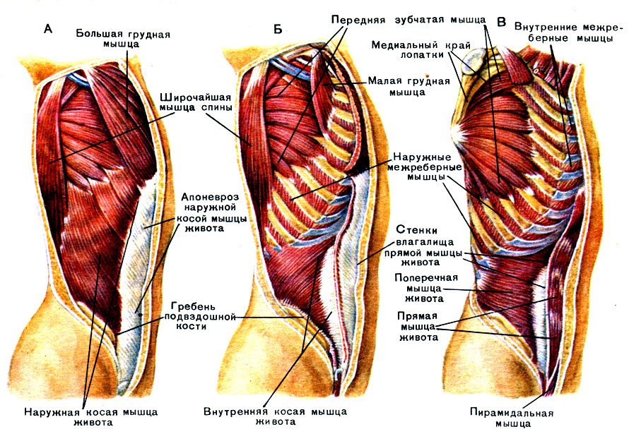 Тренировки для мышц груди и спины