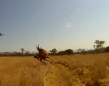 Нападение антилопы на велосипедиста