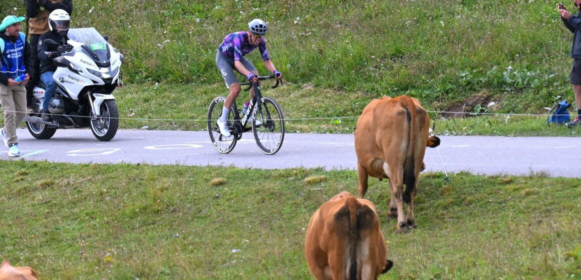 Тур де Франс Маршрут изменился из -за больных коров