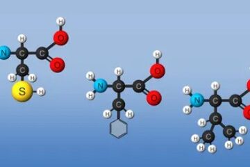 Аминокислотный состав протеина: почему не все белки одинаково полезны