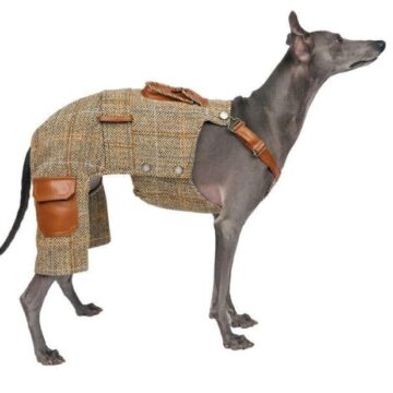 8 Luxury Dog Clothing Store Buyers Notice Fit Before Fashion