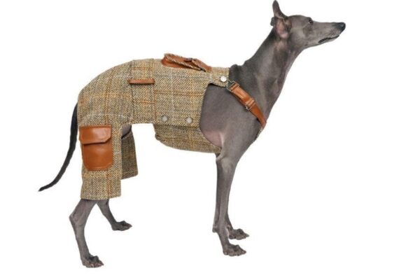 Luxury Dog Clothing Store Buyers Notice Fit Before Fashion