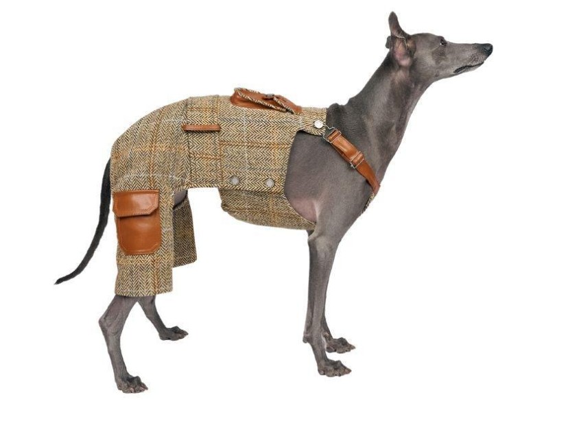 8 Luxury Dog Clothing Store Buyers Notice Fit Before Fashion